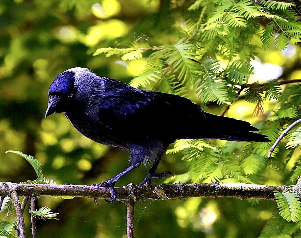Raven bird nature animal