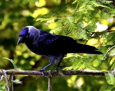 Raven bird nature animal
