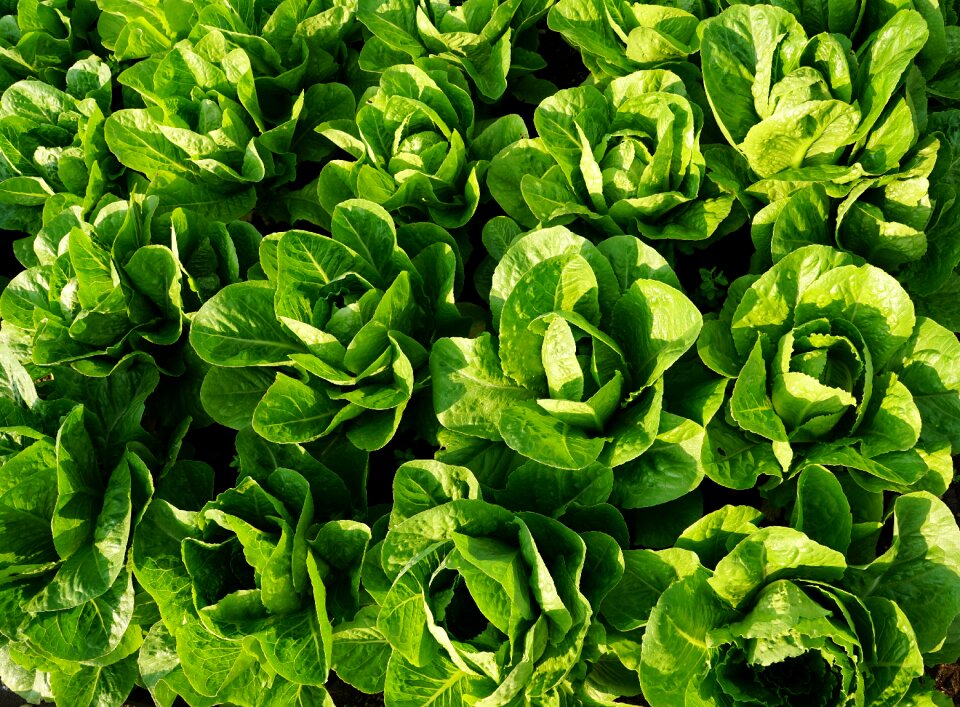 Fresh vitamins healthy