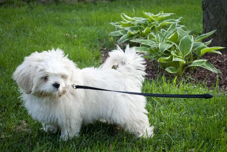 Leash pet cute photo