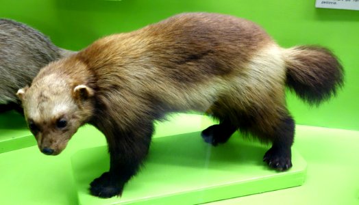 Gulo gulo - Museo Civico di Storia Naturale Giacomo Doria - Genoa, Italy - DSC02641