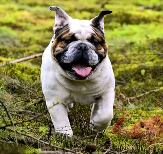 Forest animal snout photo