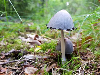 Moss green funnel