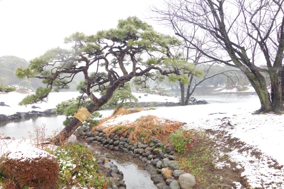 Hama-rikyū Garden in winter - Tokyo, Japan - DSC09585