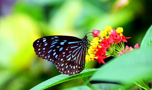 Colorful insect wing