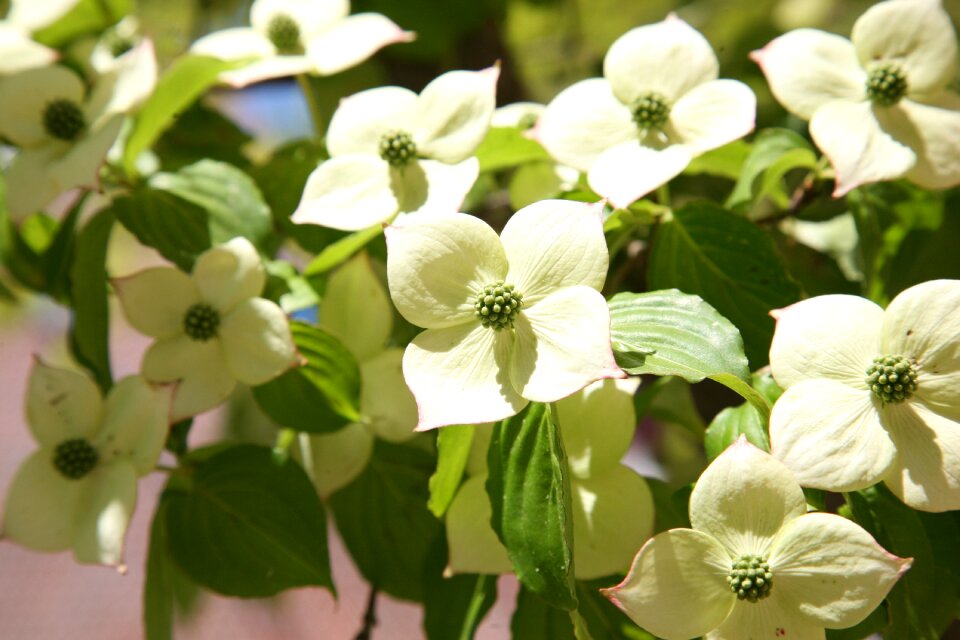 White flower white flowers spring
