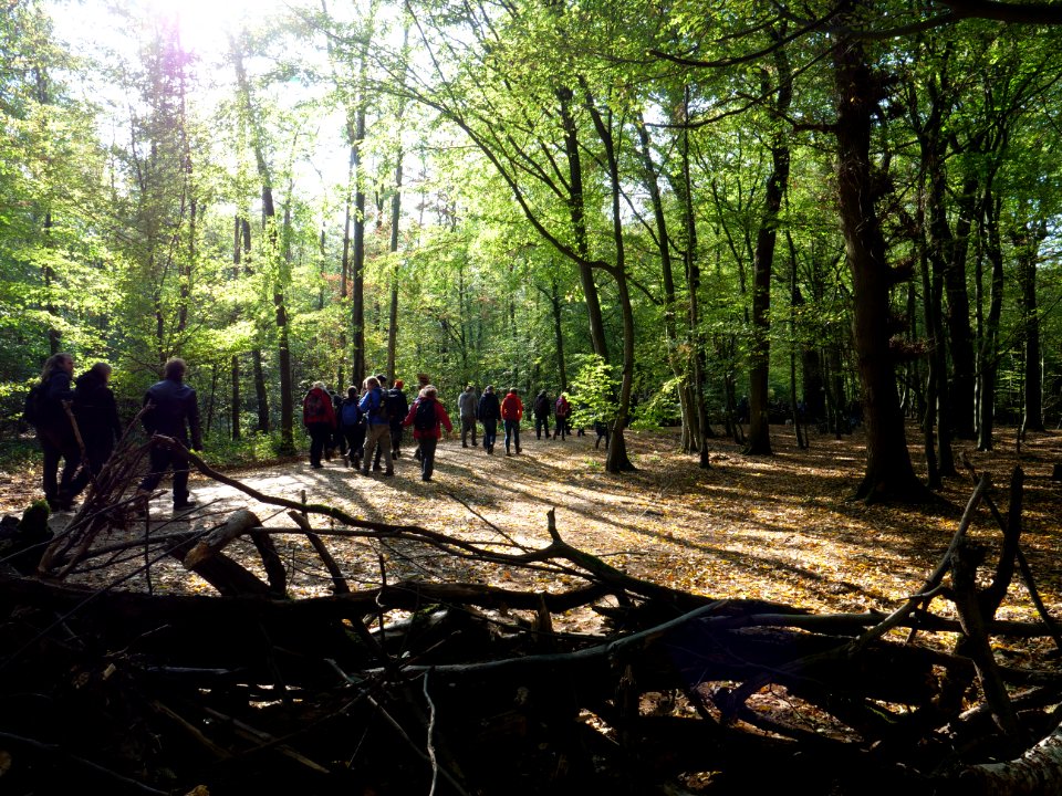 Hambacher Forst forest walk 07-10-2018 22