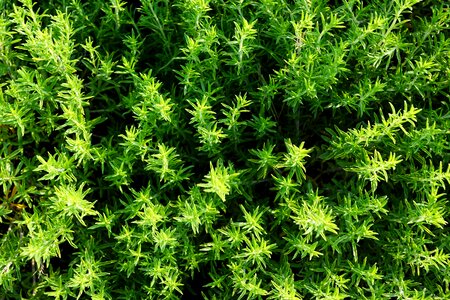 Nature garden plant