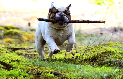 Fun mammal young dog photo