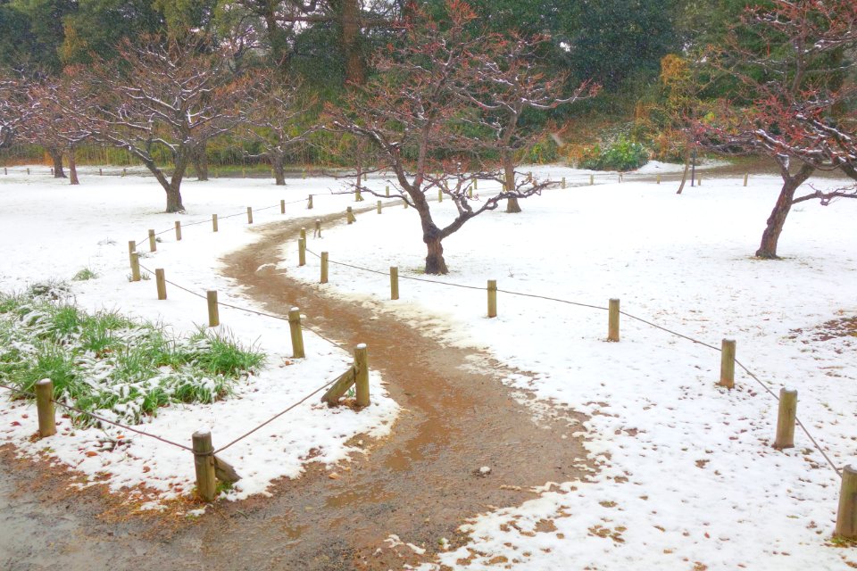 Hama-rikyū Garden in winter - Tokyo, Japan - DSC09540