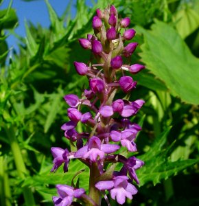 Gymnadenia conopsea in Mount Cho 2003-08-03