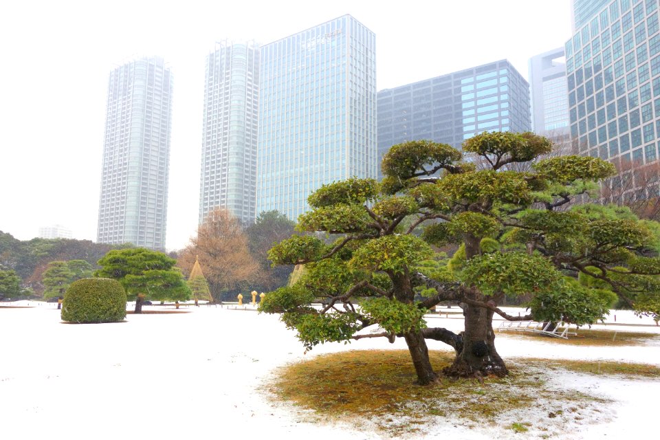 Hama-rikyū Garden in winter - Tokyo, Japan - DSC09535