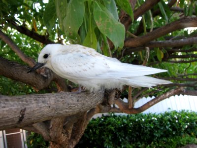 Gygis alba (juvenile), Black Point, Hawaii