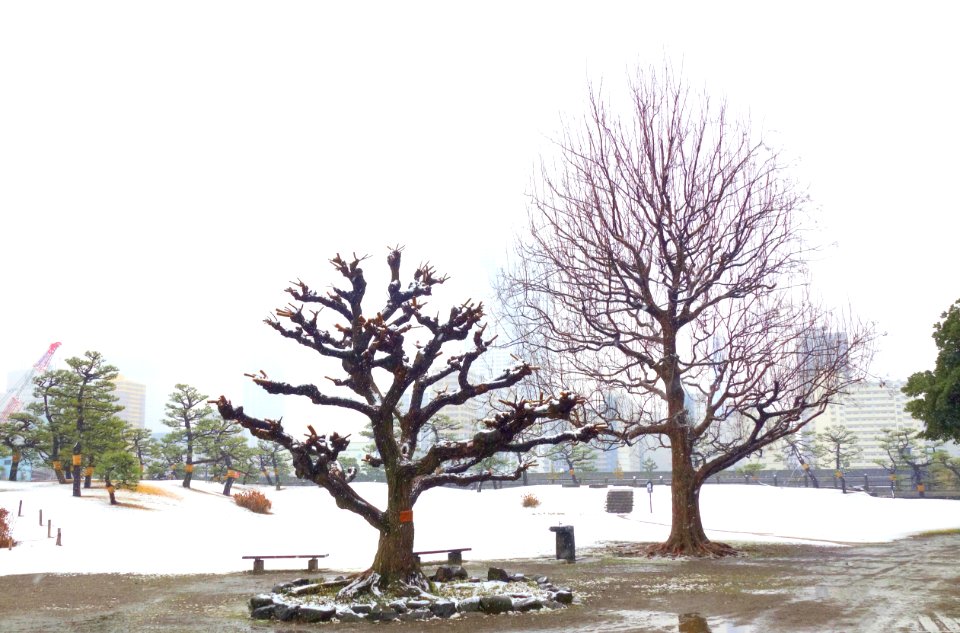 Hama-rikyū Garden in winter - Tokyo, Japan - DSC09543