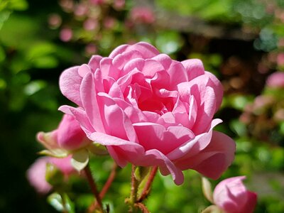 Pink flower full-bodied