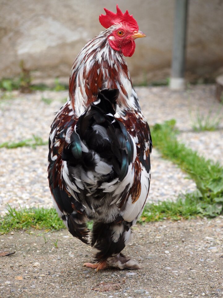 Poultry male fowl gorgeous