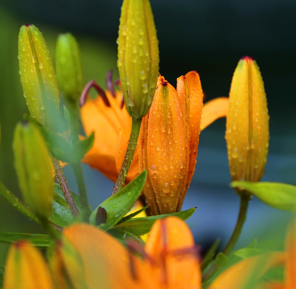July flowers bloom