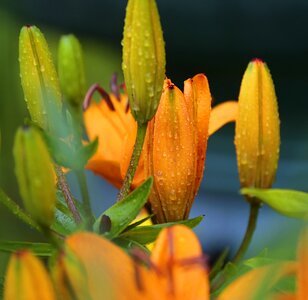 July flowers bloom