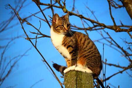 Post mieze tiger cat