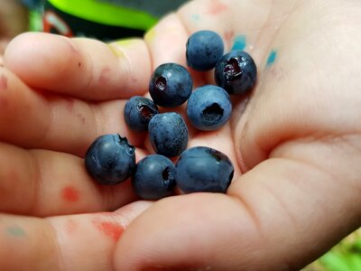 Dirty berry nature