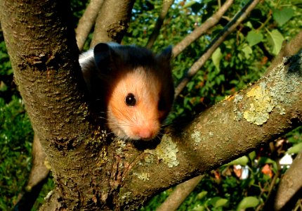Hamster In A Tree (184178955)