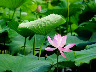 Lotus the scenery scenery