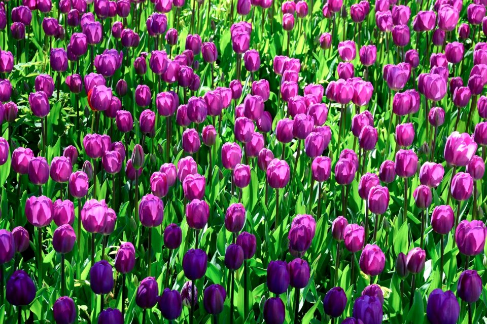 Colorful spring floral
