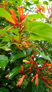 Hamelia patens