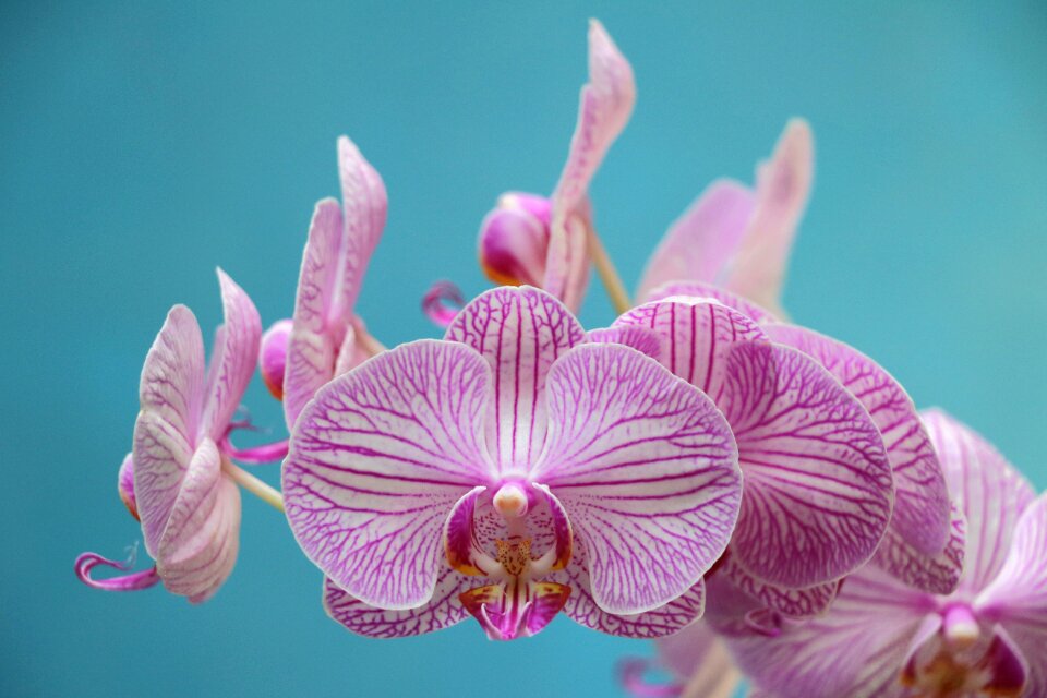 Flower bloom violet