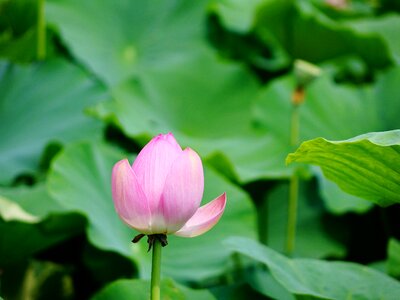Lotus the scenery scenery