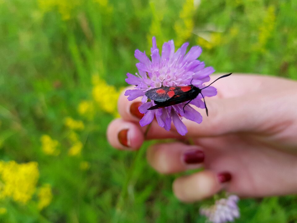 Black flower purple