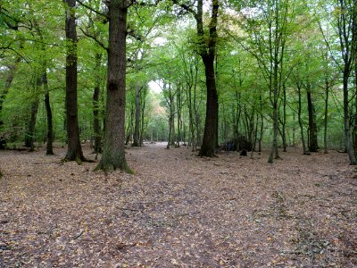 Hambach forest after eviction