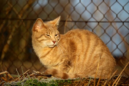 Mieze wire mesh tiger cat