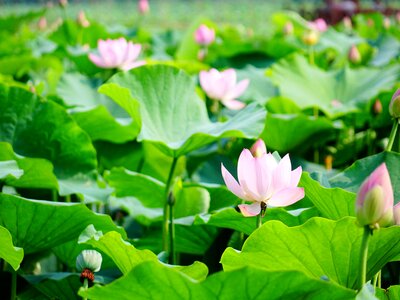 Lotus the scenery scenery