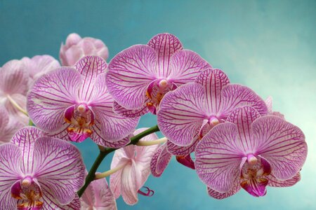 Bloom violet pink flower