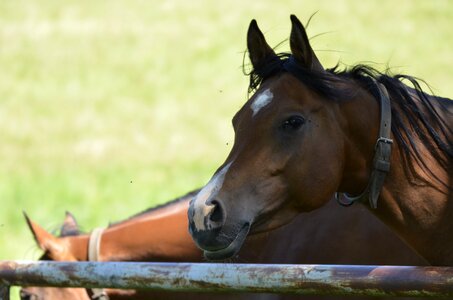 Blaze head horse photo