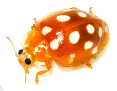 Halyzia-sedecimguttata-08-fws
