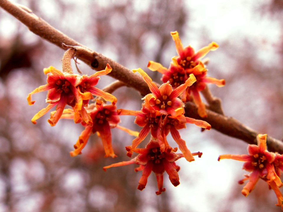 Hamamellis vernalis, 2015-03-16, Pittsburgh, 04
