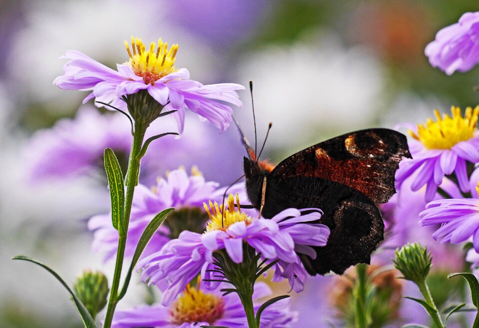Flowers purple autumn