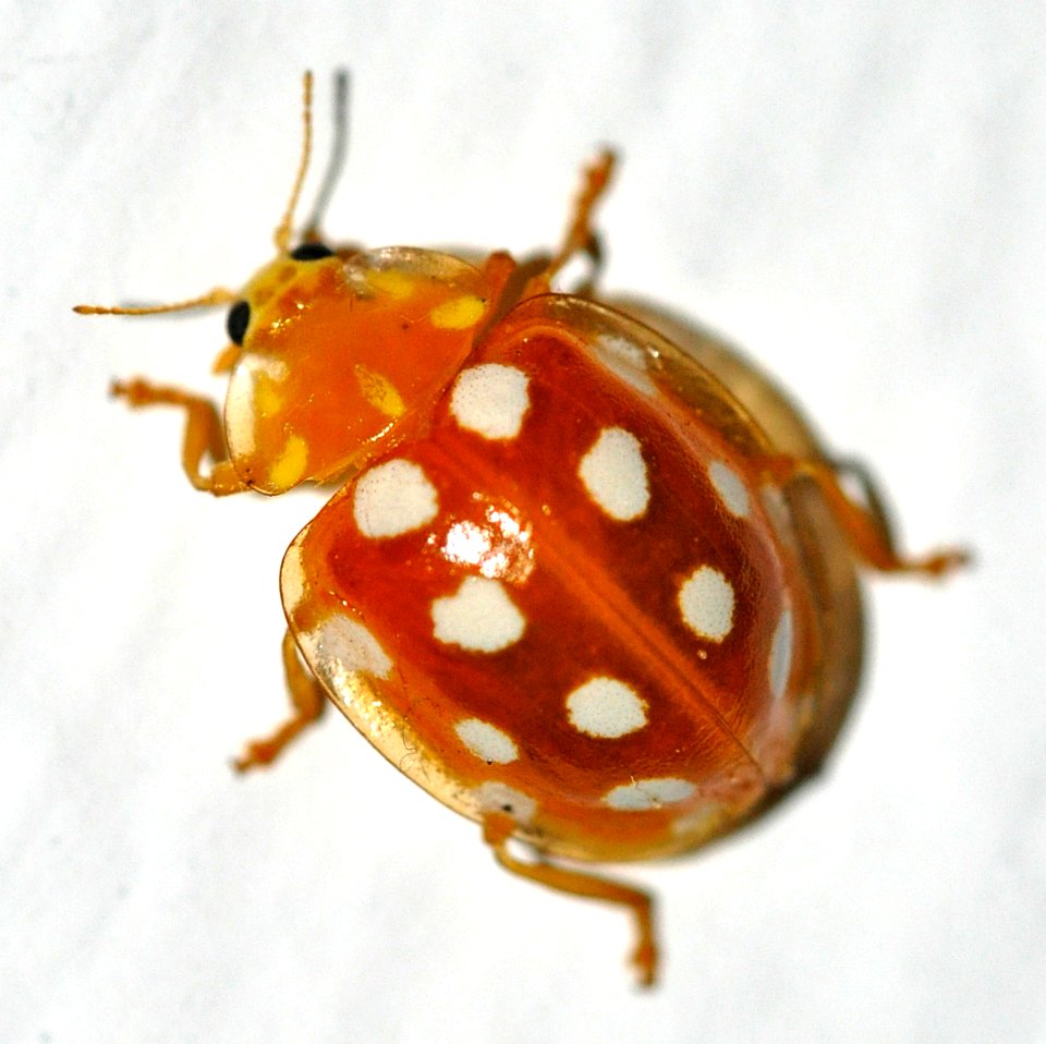 Halyzia-sedecimguttata-04-fws