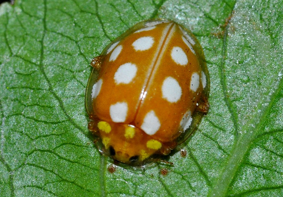 Halyzia-sedecimguttata-05-fws