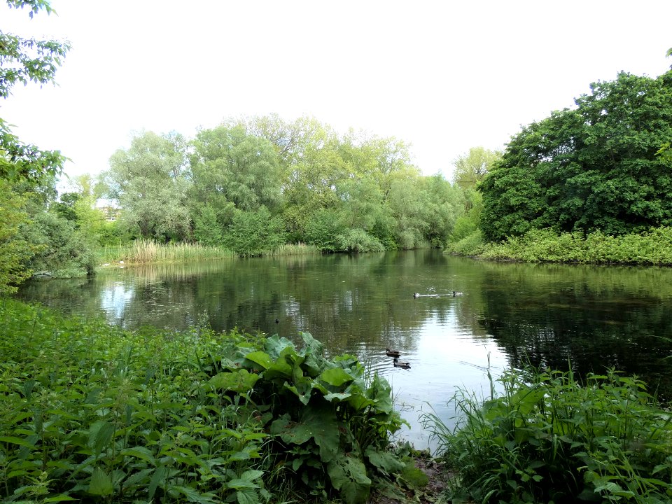 HAL-Pulverweidenteich4
