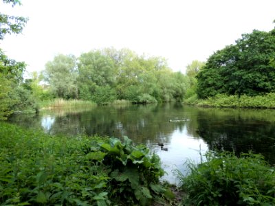 HAL-Pulverweidenteich4