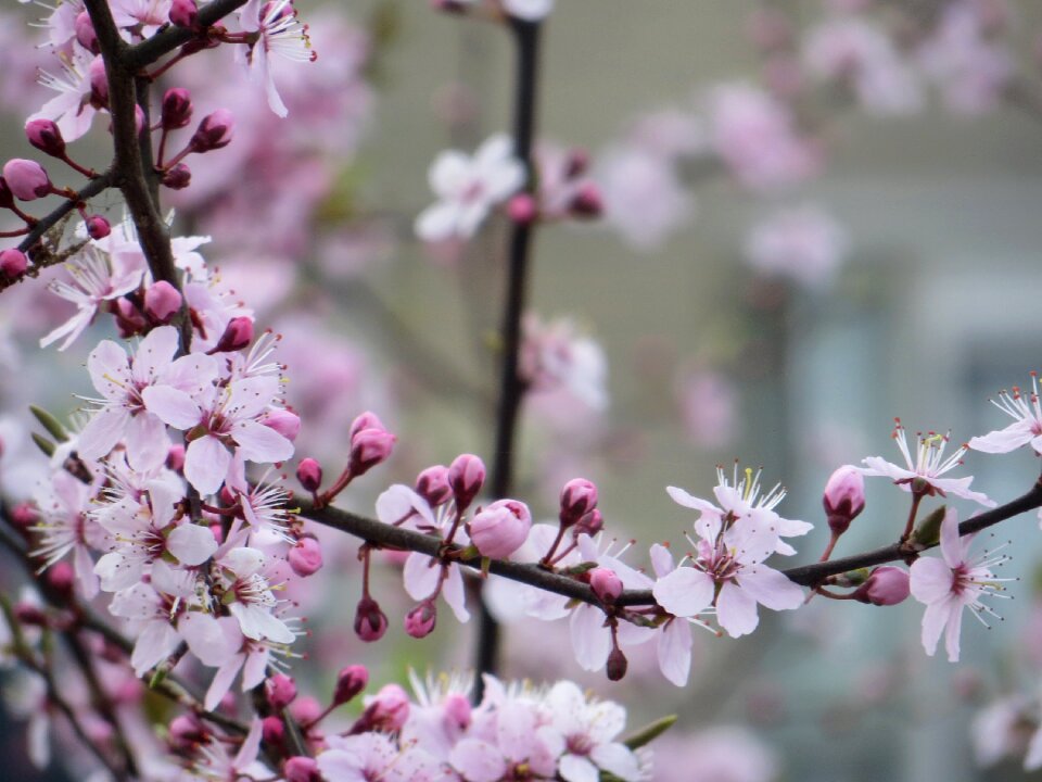 Nature flowers rest