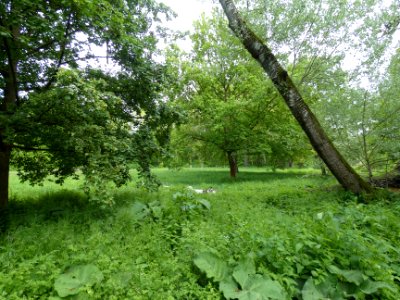HAL-PulverweidenWiese