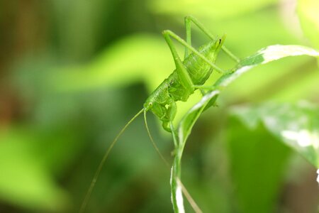 Green makro forest
