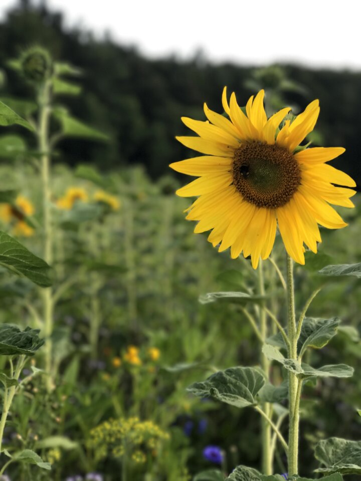 Nature flower yellow