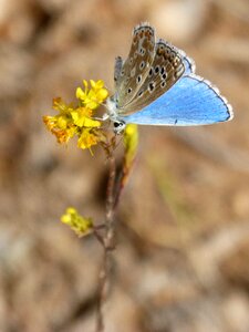 Libar beauty blaveta commune photo