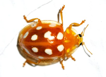 Halyzia-sedecimguttata-01-fws