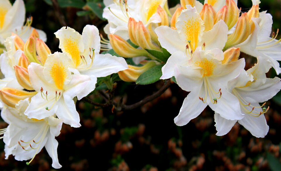 Bloom nature plant